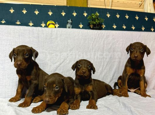 Scr Li̇ Babadan Kızıl Doberman Yavrular Hazır görsel
