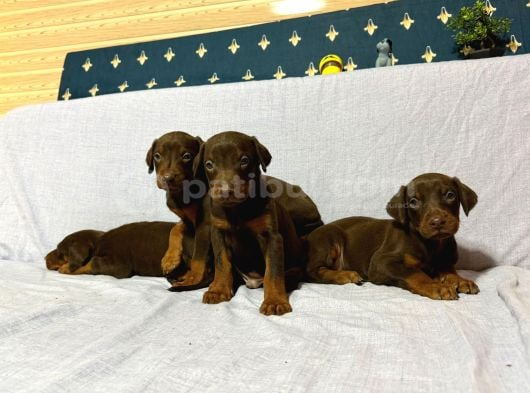 Scr Li̇ Babadan Kızıl Doberman Yavrular Hazır görsel
