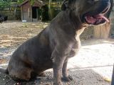 1 Buçuk Yaşında American Bully