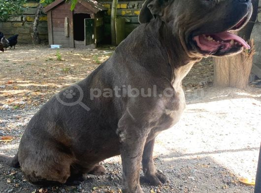 1 buçuk yaşında american bully