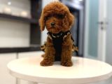 Toy Poodle Yavrularımız Aşk Tadında