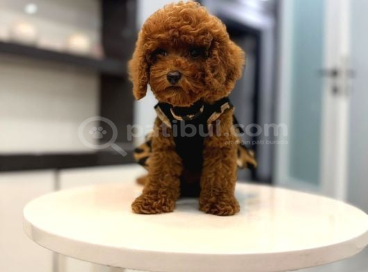 Toy Poodle Yavrularımız Aşk Tadında görsel
