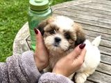 Heryerde Aranan Orjinal Renk