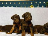 Scr Li̇ Babadan Kızıl Doberman Yavrular Hazır