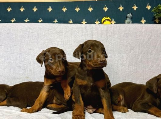 Scr Li̇ Babadan Kızıl Doberman Yavrular Hazır görsel