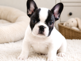 Sevimli Korsan Maskeli French Buldog Bebekler