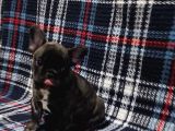 Yurtdişi Kan Hatti Egzoti̇k Micro French Bulldog Yavrular