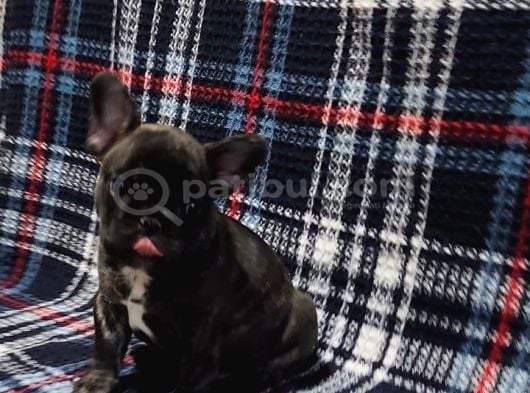 Yurtdişi Kan Hatti Egzoti̇k Micro French Bulldog Yavrular görsel