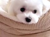 Teacup Maltese Terrier Bebeklerimiz