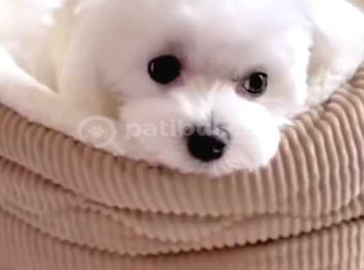 Teacup Maltese Terrier Bebeklerimiz görsel
