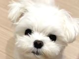 Teacup Maltese Terrier Bebeklerimiz