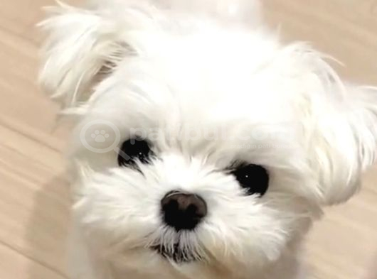 Teacup Maltese Terrier Bebeklerimiz görsel