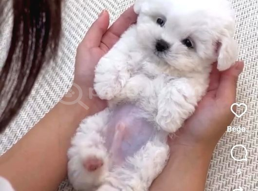 Teacup Maltese Terrier Bebeklerimiz görsel