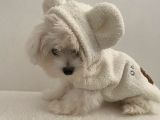 Teacup Maltese Terrier Bebeklerimiz