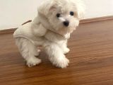 Teacup Maltese Terrier Bebeklerimiz