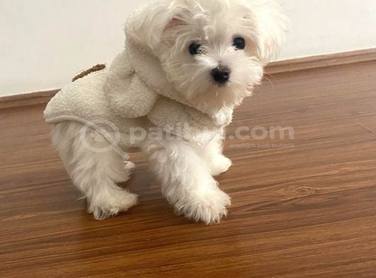 Teacup Maltese Terrier bebeklerimiz