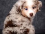 Çok Iyi Bordercollie Yavruları