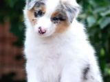 Çok Iyi Bordercollie Yavruları