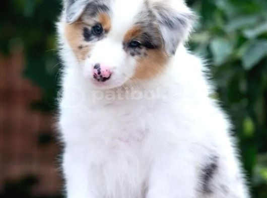 Çok Iyi Bordercollie Yavruları görsel