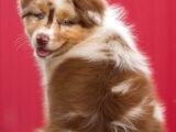 Çok Iyi Bordercollie Yavruları