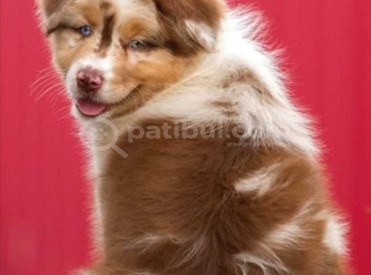 Çok Iyi Bordercollie Yavruları görsel