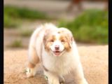 Çok Iyi Bordercollie Yavruları