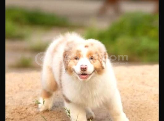 Çok Iyi Bordercollie Yavruları görsel
