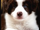 Çok iyi bordercollie yavruları