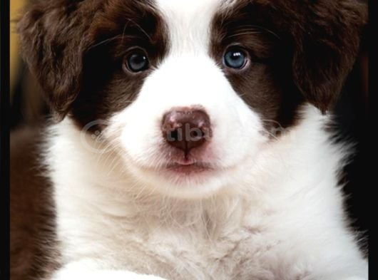 Çok Iyi Bordercollie Yavruları