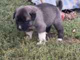Orjinal Has Kangal Yavruları