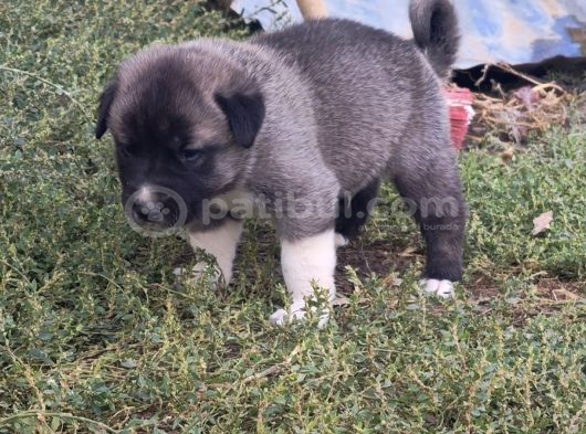 Orjinal Has Kangal Yavruları görsel