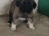 Orjinal Has Kangal Yavruları