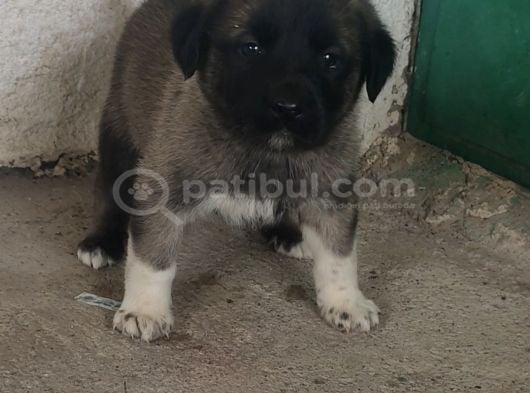 Orjinal Has Kangal Yavruları görsel