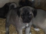 Orjinal has kangal yavruları