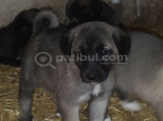 Orjinal Has Kangal Yavruları