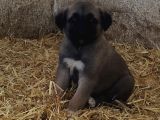 Orjinal Has Kangal Yavruları