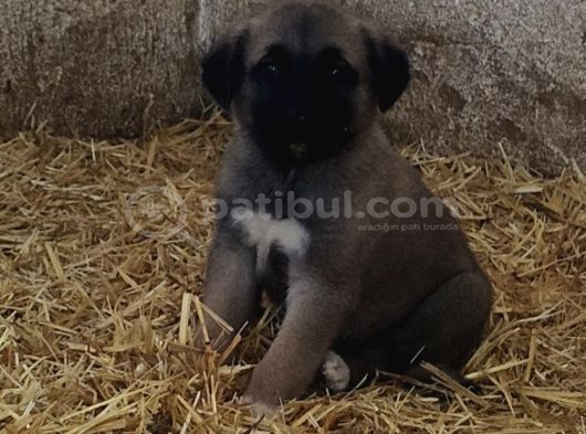 Orjinal Has Kangal Yavruları görsel