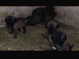 Orjinal Has Kangal Yavruları