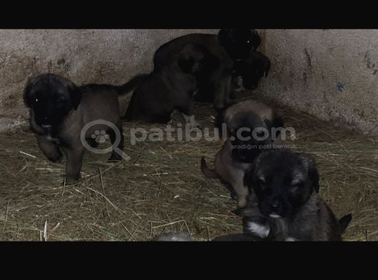 Orjinal Has Kangal Yavruları görsel