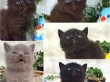 A Kalite British Shorthair Bebekler