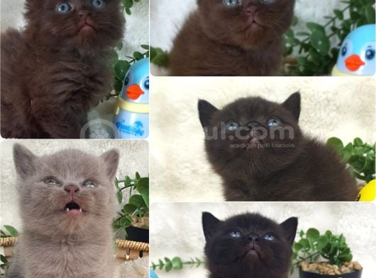 A Kalite British Shorthair Bebekler