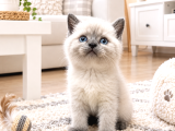 Safkan British Shorthair Ayi Surat Top Kafa Bebis