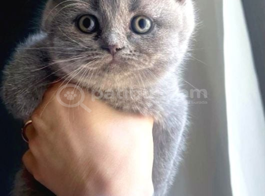 Safkan British Longhair Bebek