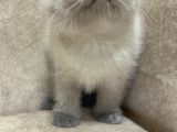 Safkan British Shorthair Ayi Surat Top Kafa Bebis