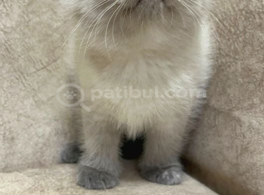 Safkan British Shorthair Ayi Surat Top Kafa Bebis görsel