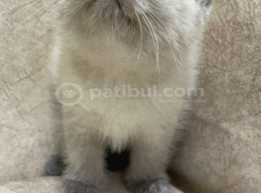 Safkan British Shorthair Ayi Surat Top Kafa Bebis görsel
