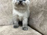 Safkan British Shorthair Ayi Surat Top Kafa Bebis