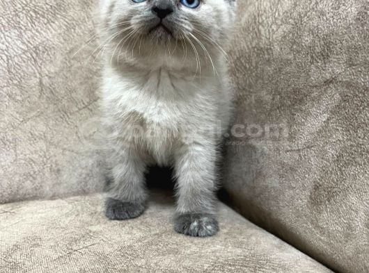 Safkan British Shorthair Ayi Surat Top Kafa Bebis görsel