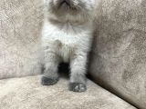 Safkan British Shorthair Ayi Surat Top Kafa Bebis