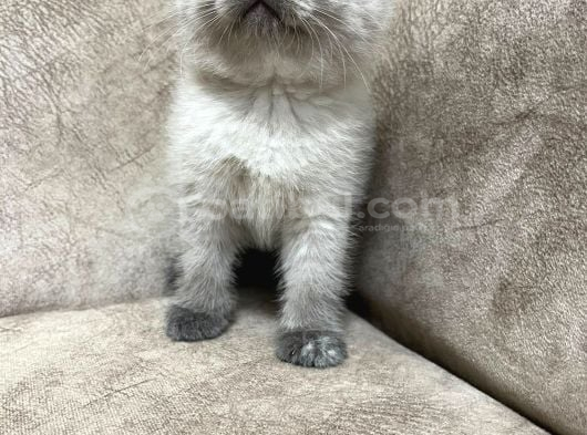 Safkan British Shorthair Ayi Surat Top Kafa Bebis görsel